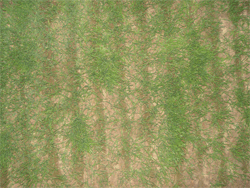 WinCAM, NDVI, color analysis, measurement, CAM, color area meter