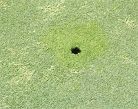 WinCAM, NDVI, color analysis, measurement, CAM, color area meter